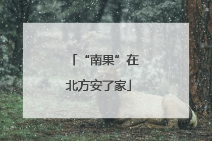 “南果”在北方安了家