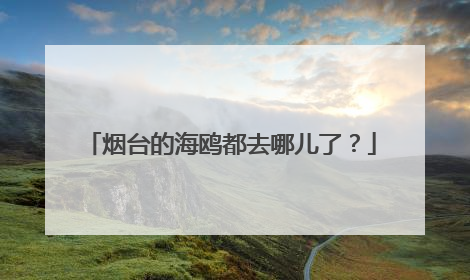 烟台的海鸥都去哪儿了？