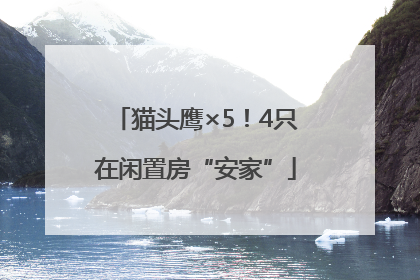 猫头鹰×5！4只在闲置房“安家”