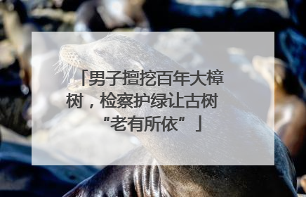 男子擅挖百年大樟树，检察护绿让古树“老有所依”
