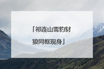 祁连山雪豹豺狼同框现身