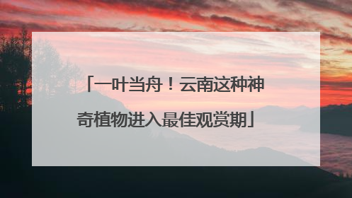 一叶当舟！云南这种神奇植物进入最佳观赏期