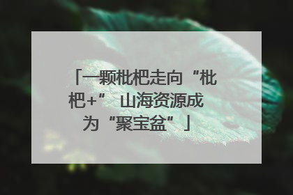 一颗枇杷走向“枇杷+” 山海资源成为“聚宝盆”