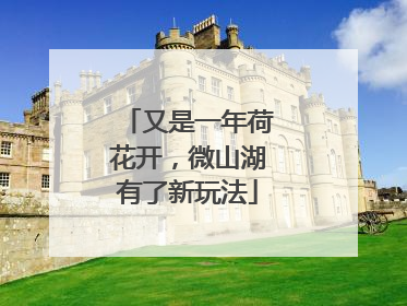 又是一年荷花开，微山湖有了新玩法