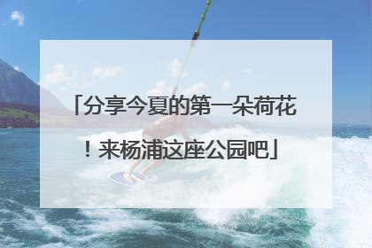 分享今夏的第一朵荷花！来杨浦这座公园吧