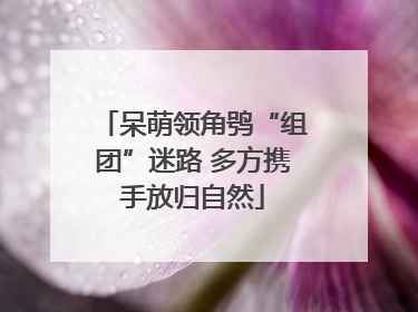 呆萌领角鸮“组团”迷路 多方携手放归自然