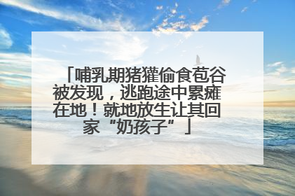 哺乳期猪獾偷食苞谷被发现，逃跑途中累瘫在地！就地放生让其回家“奶孩子”
