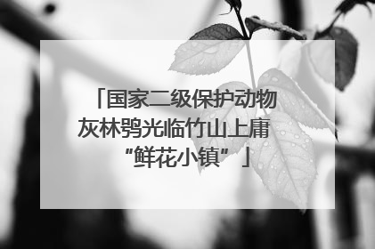国家二级保护动物灰林鸮光临竹山上庸“鲜花小镇”