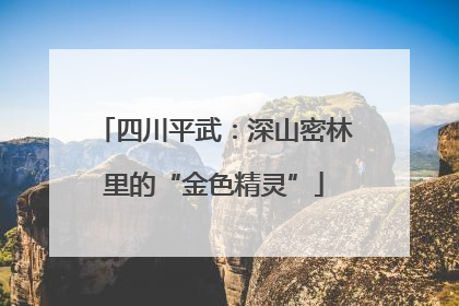 四川平武：深山密林里的“金色精灵”