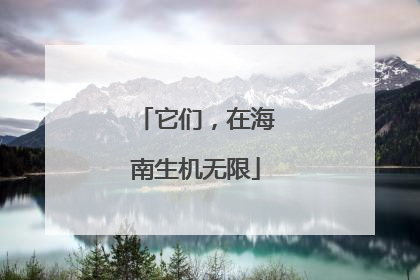 它们，在海南生机无限
