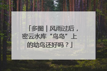 多图｜风雨过后，密云水库“鸟岛”上的幼鸟还好吗？