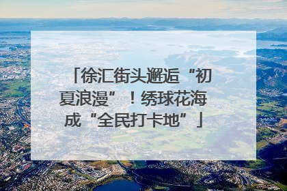 徐汇街头邂逅“初夏浪漫”！绣球花海成“全民打卡地”