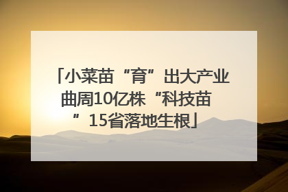 小菜苗“育”出大产业 曲周10亿株“科技苗”15省落地生根
