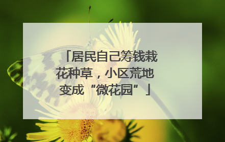居民自己筹钱栽花种草，小区荒地变成“微花园”