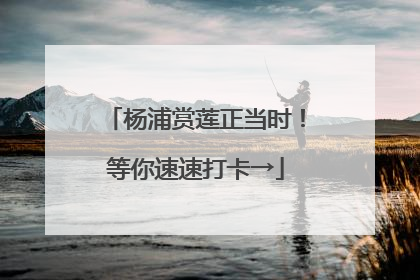 杨浦赏莲正当时！等你速速打卡→
