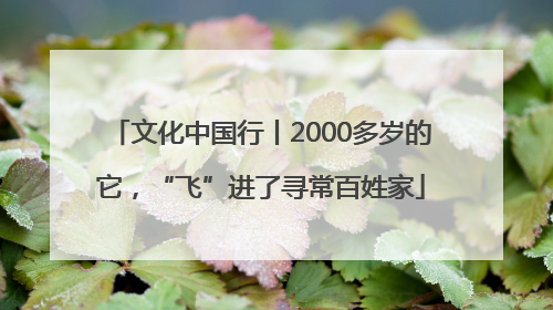 文化中国行丨2000多岁的它，“飞”进了寻常百姓家