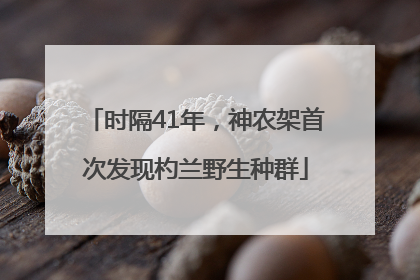 时隔41年，神农架首次发现杓兰野生种群