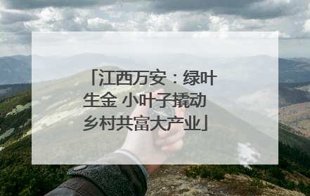 江西万安：绿叶生金 小叶子撬动乡村共富大产业
