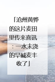 沧州黄骅的这片麦田里传来喜讯：一水未浇的旱碱麦丰收了