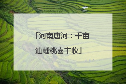 河南唐河：千亩油蟠桃喜丰收