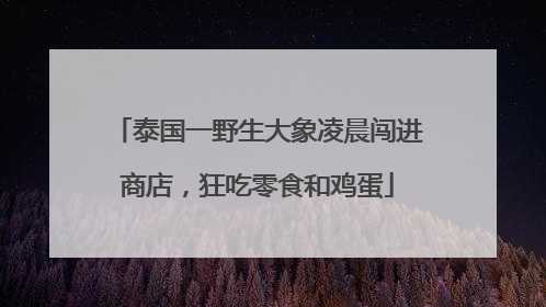 泰国一野生大象凌晨闯进商店，狂吃零食和鸡蛋