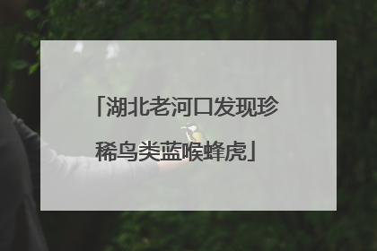 湖北老河口发现珍稀鸟类蓝喉蜂虎
