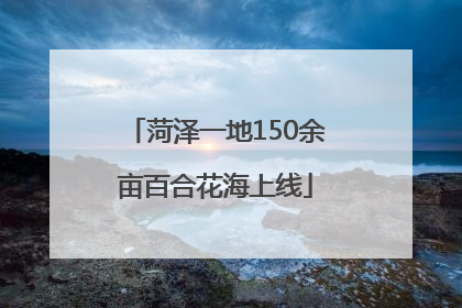 菏泽一地150余亩百合花海上线