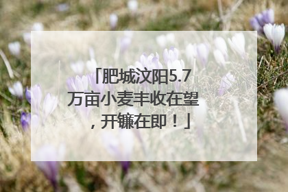 肥城汶阳5.7万亩小麦丰收在望，开镰在即！