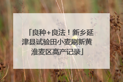 良种+良法！新乡延津县试验田小麦刷新黄淮麦区高产记录