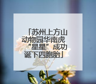 苏州上方山动物园华南虎“星星”成功诞下四胞胎