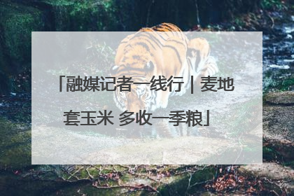 融媒记者一线行｜麦地套玉米 多收一季粮