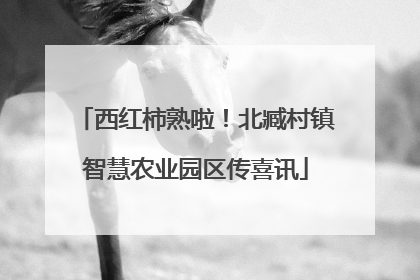 西红柿熟啦！北臧村镇智慧农业园区传喜讯