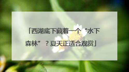 西湖底下藏着一个“水下森林”？夏天正适合观赏