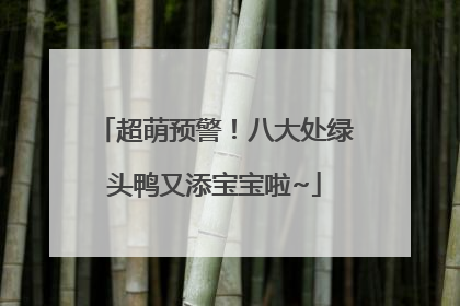 超萌预警！八大处绿头鸭又添宝宝啦~
