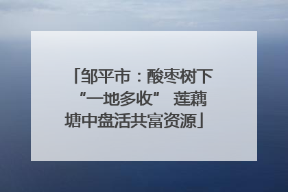 邹平市：酸枣树下“一地多收” 莲藕塘中盘活共富资源
