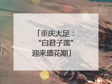 重庆大足：“白君子莲”迎来盛花期