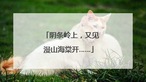 阴条岭上，又见漫山海棠开……