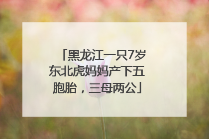 黑龙江一只7岁东北虎妈妈产下五胞胎，三母两公