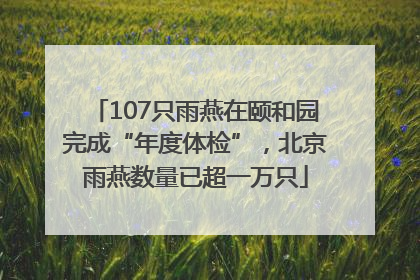 107只雨燕在颐和园完成“年度体检”，北京雨燕数量已超一万只